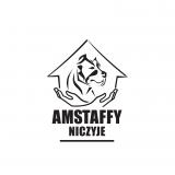 Cykoria Stowarzyszenie Amstaffy Niczyje